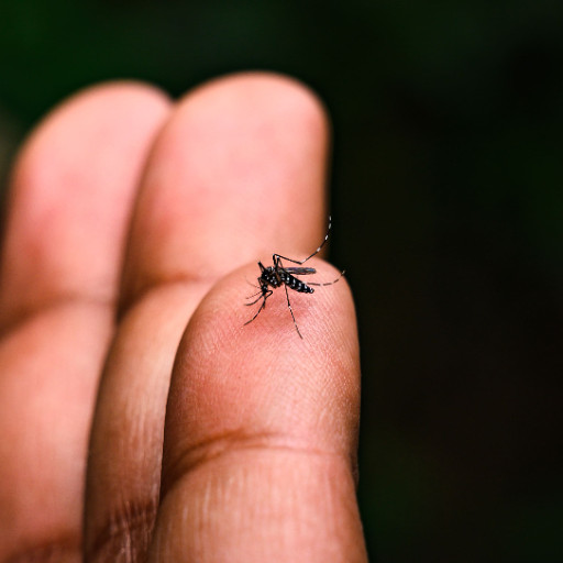Imagem ilustrativa do curso de Prevenção e combate da dengue